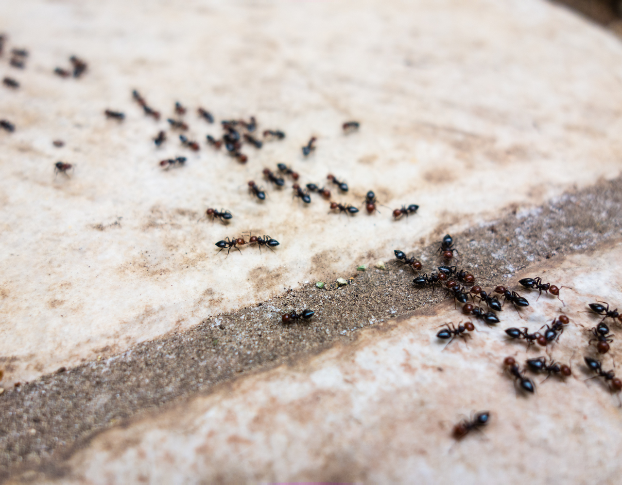 se débarasser des fourmis